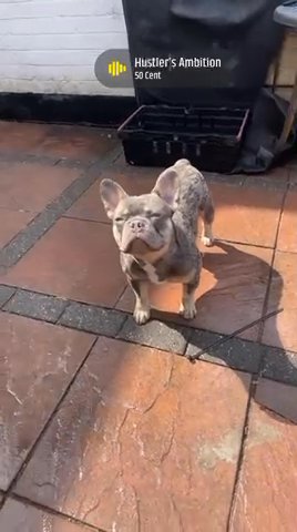 French Bulldog  (stud)