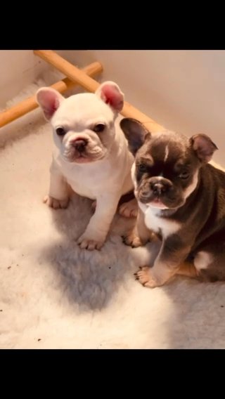 Top Quality French Bulldog Puppies