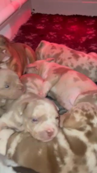 Great Litter Looking For Their Forever Homes?