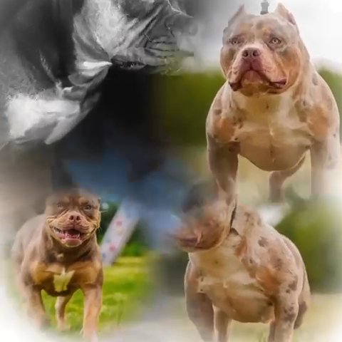 Pocket Bully
