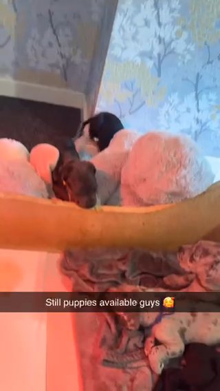 Baby Cane Corsos
