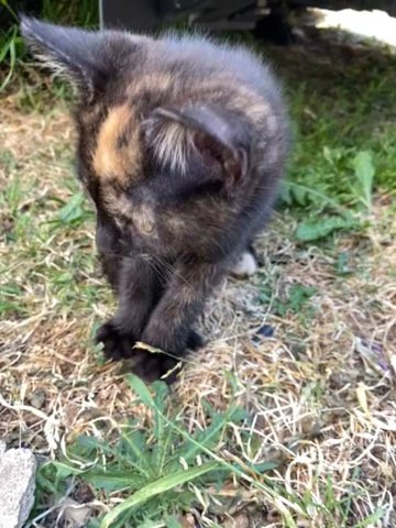 Munna  Cat