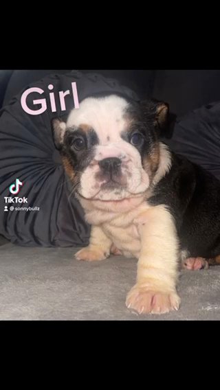 Black And White Bulldog Female