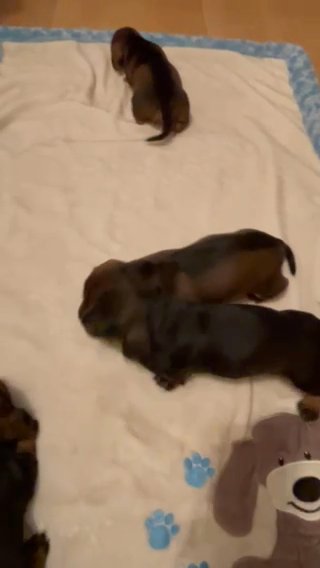 Duchshund Puppies