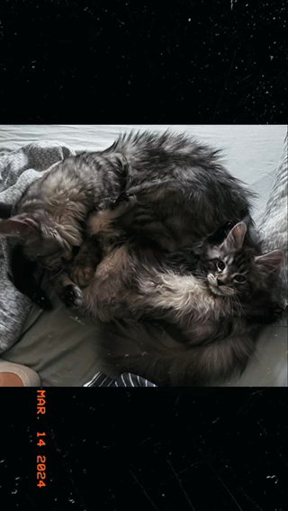 Maine Coon XL Kitten