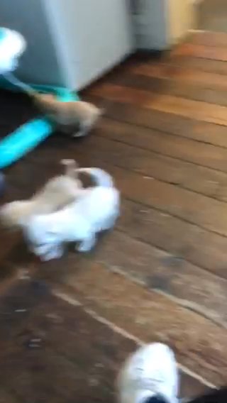 Chorkie Cross Jackapoo Pups