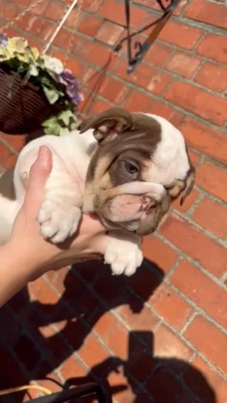 Chocolate Tri English Bulldog FEMALE