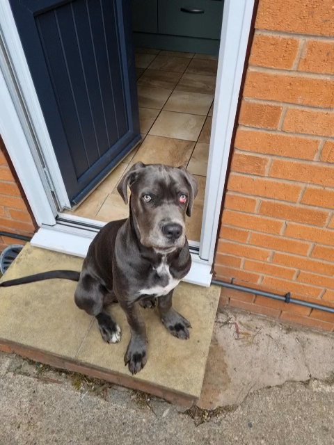 cane corso