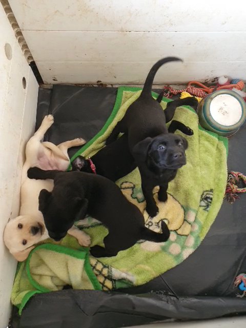 3 black girl labs