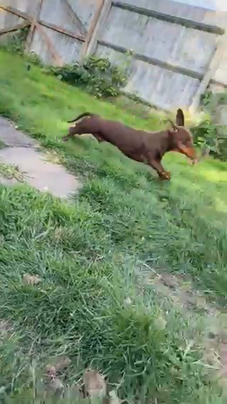 most amazing dachshund chap is looking for new homes