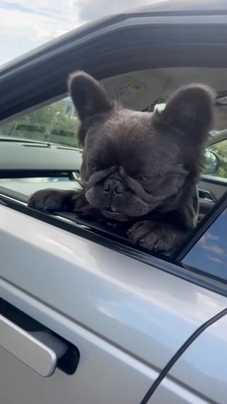Fluffy Frenchie Stud