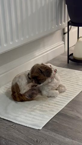 Looking For A New Home