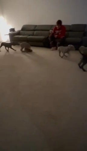 Puppies Getting Ready For Their New Homes
