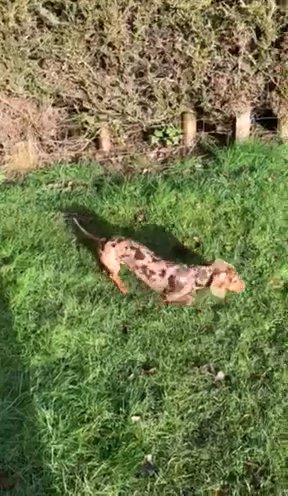 our family pet Buddy choc Dapple  is available for Stud  has sired many litters KC registered PRA clear.