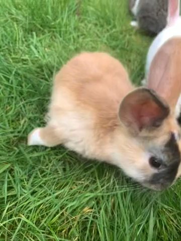baby rabbits ready now for their forever home