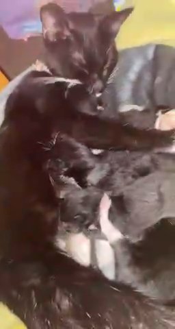 Black and White cats ?‍⬛
