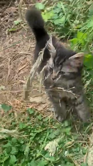 1 Kittens For Sale