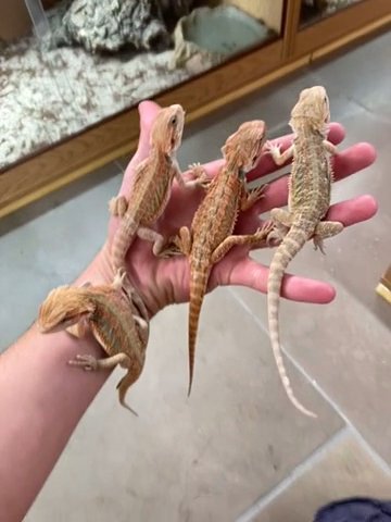 Hypo 66% het zero Bearded Dragons