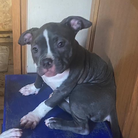 Blue Pocket Bully Girl