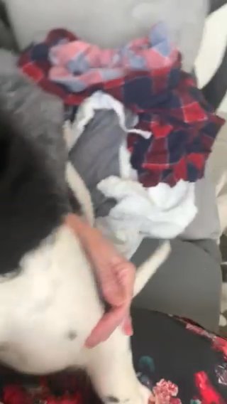 family puppies