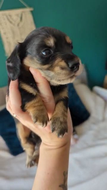 All now sold but please follow my social media pages for any future litters ? Long Haired Miniature Dachshunds