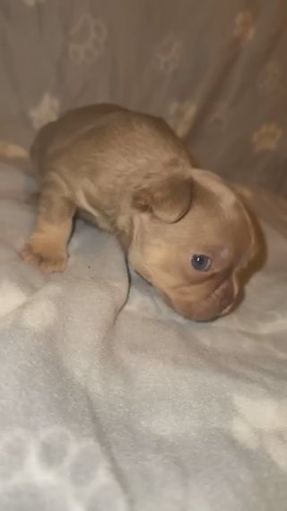 Isabella And Tan Frenchie Female