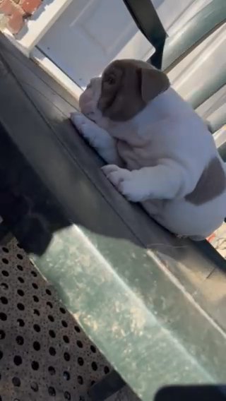 English Bulldog