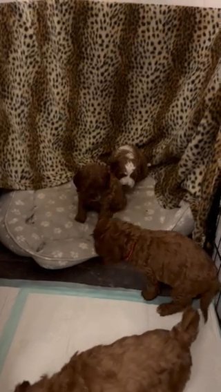 Cockapoo pups