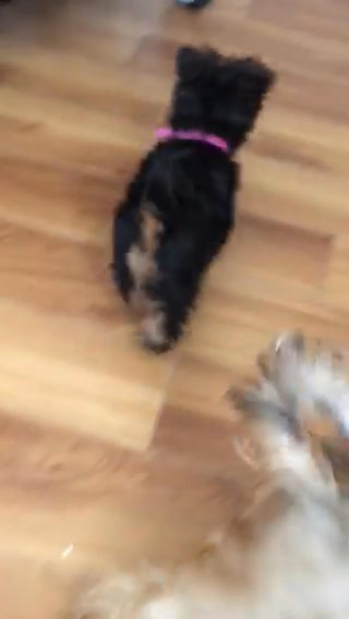 Yorkshire Terrier Puppies PUREBRED Toy Size Pedigree