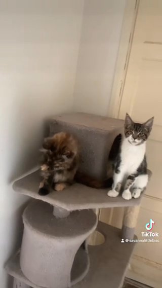 Rare Brown Eyes Brown Paw Female Xxl Polydactyl Feet Maine Coon