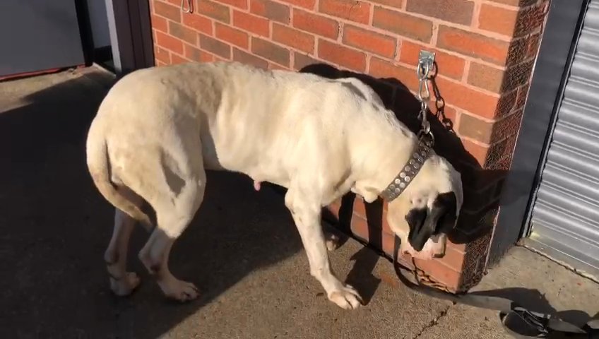 Pakistani mastiff female