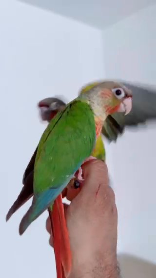 Hand reared Tame conure babies