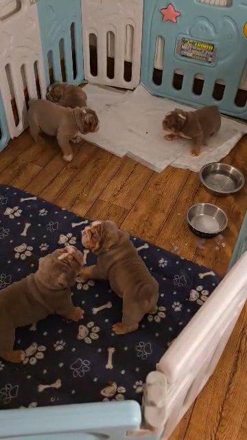 ?? only 2 left English bulldog??
