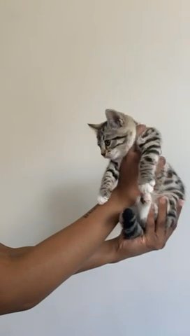 Beautiful, Unique Mixed bengal Kittens