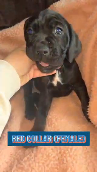Cane corso pups