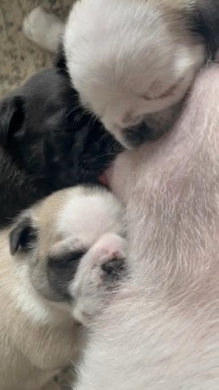 Pug puppies 5 star licensed Breeder