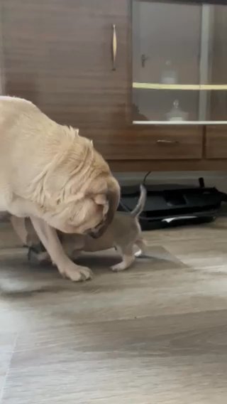 Cocker spaniel Pug Puppies Looking For Their Forever, Loving Homes