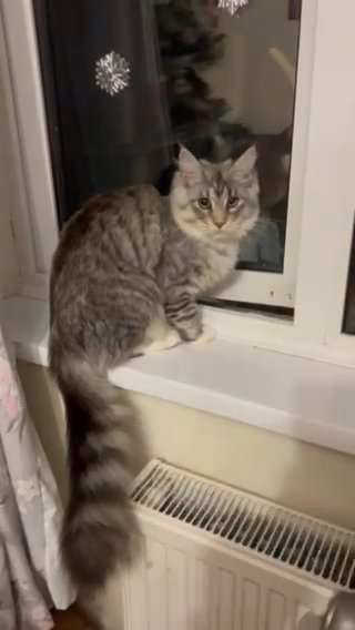 Pure Breeding Maine Coon Girl