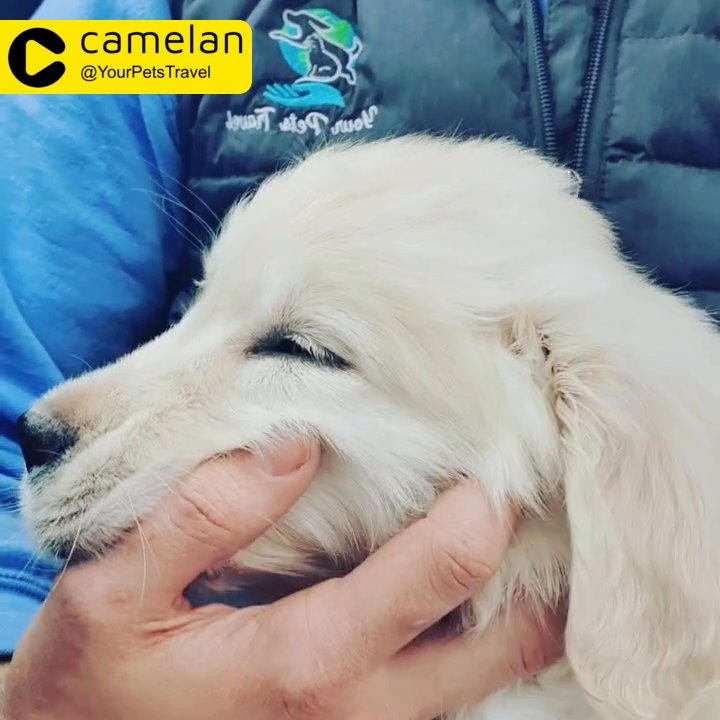 Nationwide Puppy/Kitten Transport