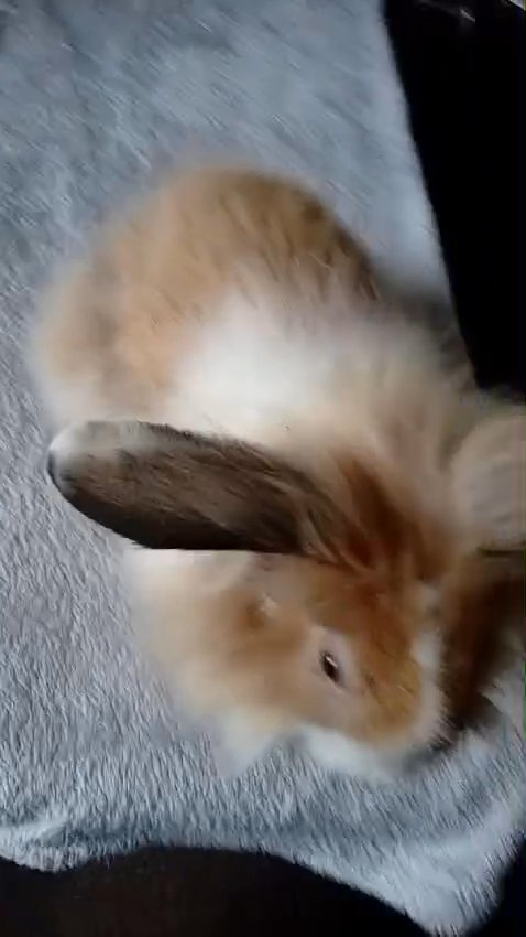 Male rabbit for sale in Huddersfield