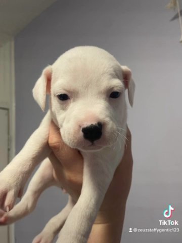 Staffordshire Bull Terroir Puppy’s