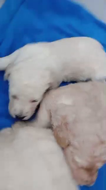 goldendoodle poodle pups