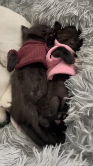 2 Cute Kitties For Sale (50 Each)