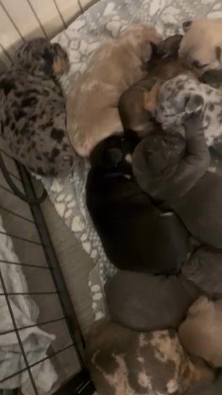 French Bulldog Big Rope Merle Puppies For Sale