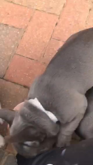 Stunning Kc Reg French Bulldog Puppies