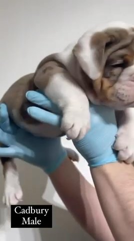 English Bulldog