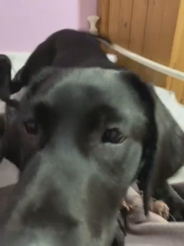 Labrador puppy looking for new home
