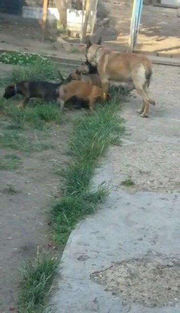 malinois puppies
