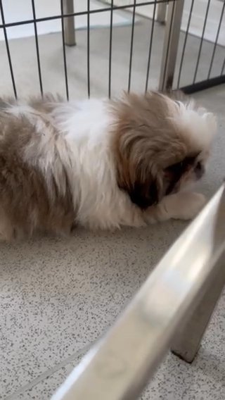 Pekingnese Puppies Ready Now