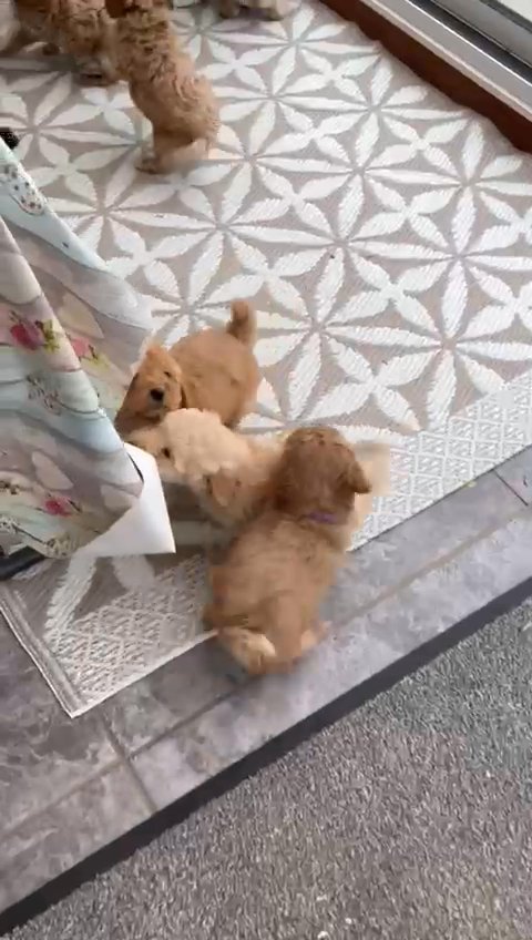 kc registered miniature poodle puppies